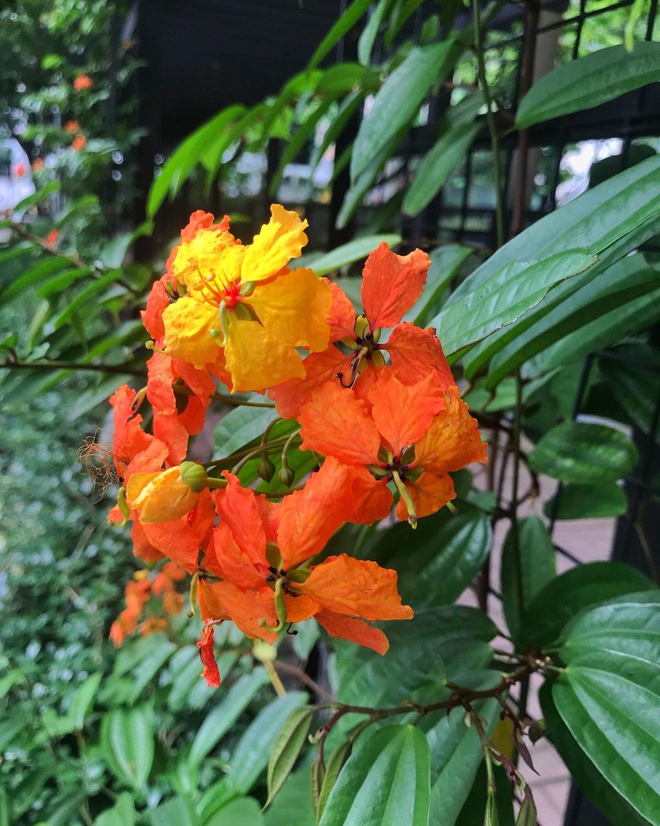 thomas_ai12's tweet photo. Aww so pretty 🤩🌸🧡 https://t.co/RohwuvRRl0