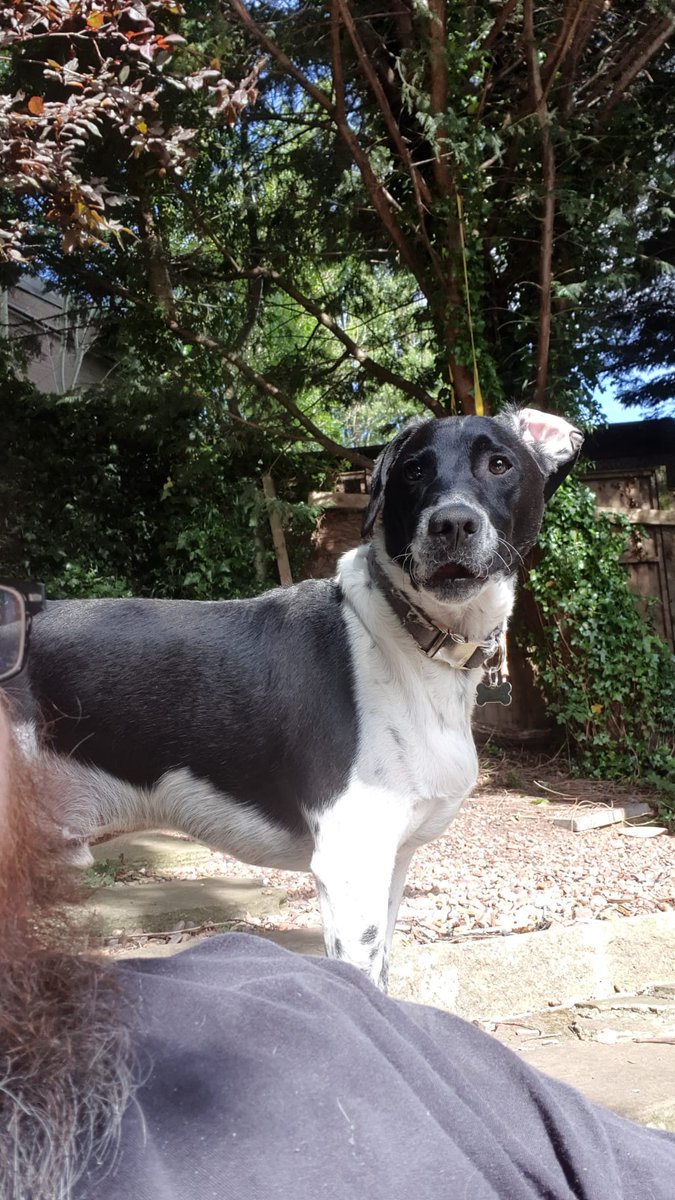 JenKteach's tweet photo. @KMScattergood #FEDogs Charlie, having outside fun with his dad, and inside chill and cuddles with mum. He's very fond of snuggles, chews and unconditional love ❤️ https://t.co/GgSguALry5