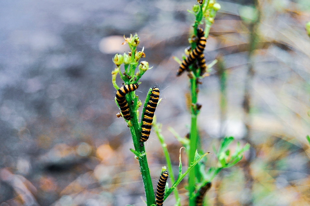 Refresh: Angles⁠
Photo Credit: Zaki aged 8yrs
⁠
This image provides a beautiful view of caterpillars. As an 8yr old Zaki was able to get extremely low to capture these caterpillars and being so close to his subject was able to enhance the image with depth of field.