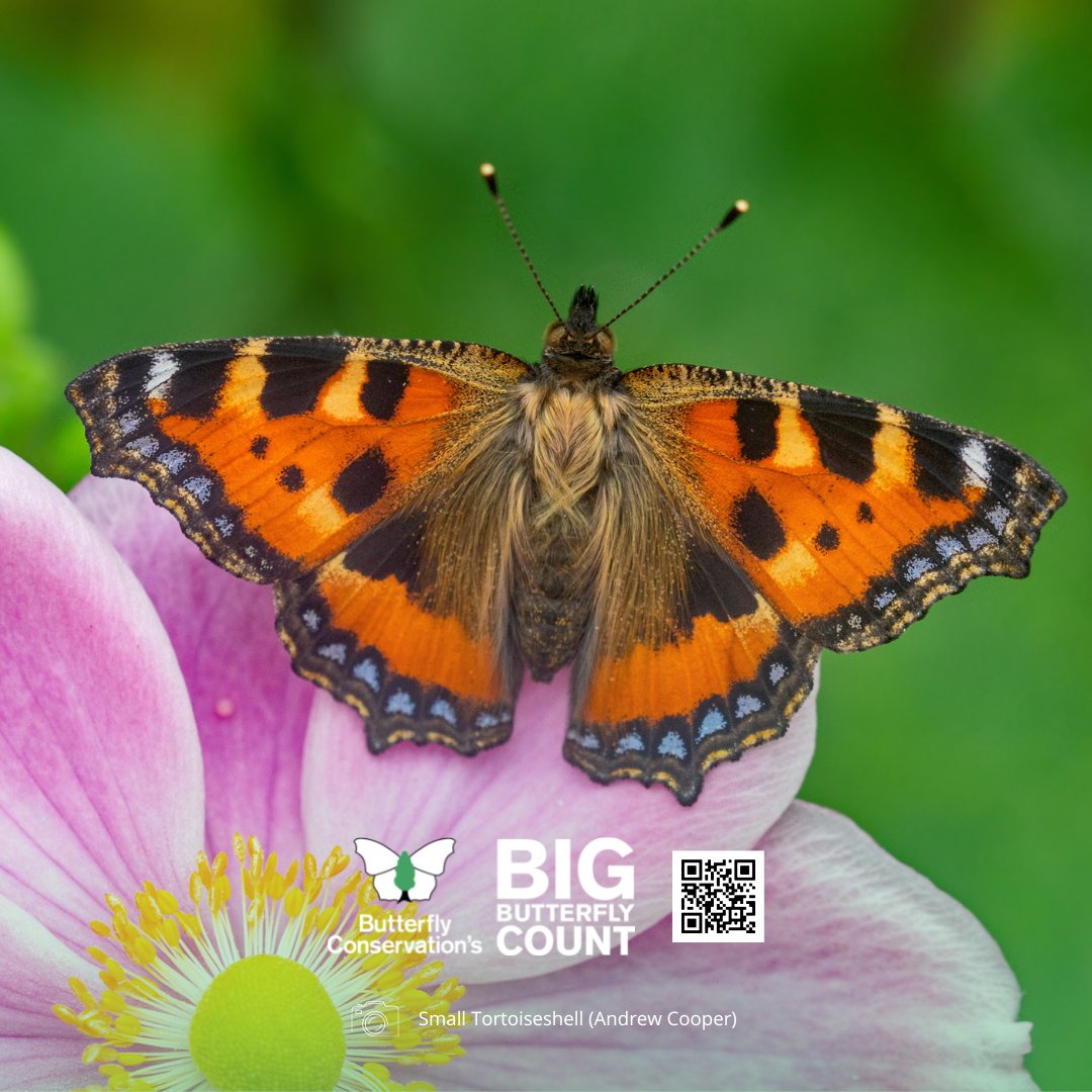 Have you photographed a #butterfly recently? We want to see your best photos! 📸🦋 If so, please use the hashtag #ButterflyCount and share them in the replies to this tweet! Take part in the Big Butterfly Count 👉 bigbutterflycount.org #SaveButterflies #CountThemToSaveThem