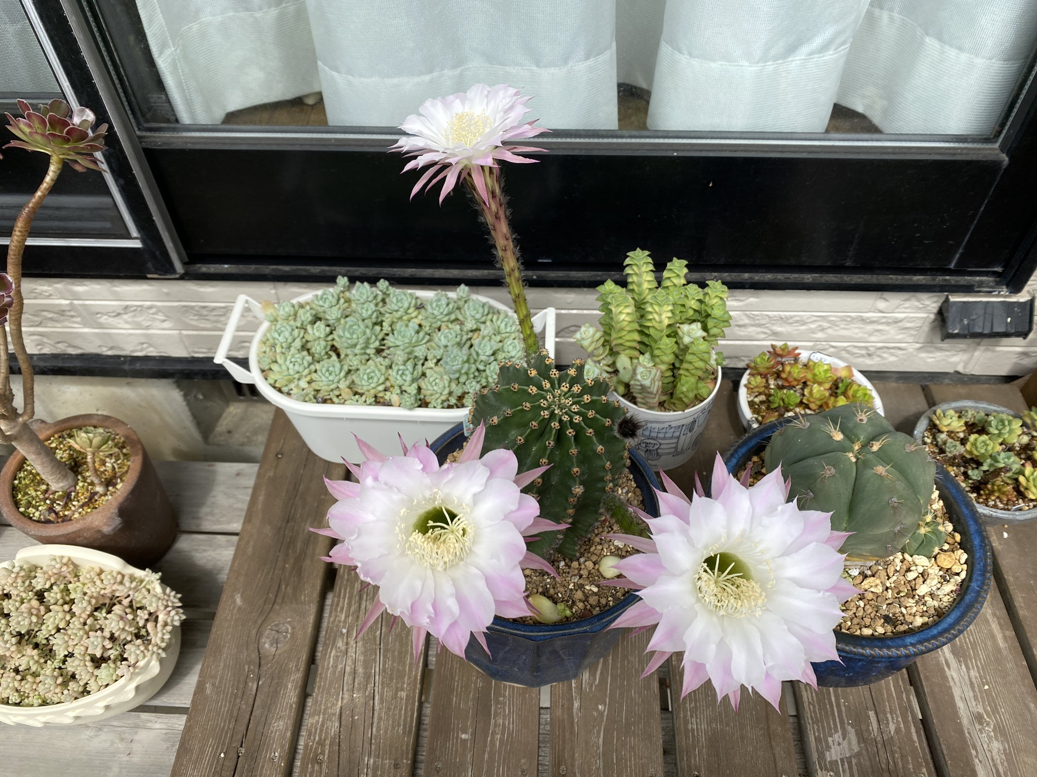 日曜ロザリアン サボテンの花 一日しか咲かないんだよね T Co Eir7bqw5gf Twitter