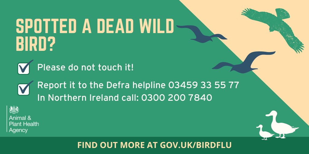 Avian Influenza is affecting wild bird populations in the UK, with seabird colonies at particular risk. We are working with @DefraGovUK, @APHAgovuk & others to monitor the situation and update guidance. Please DO NOT touch dead or dying birds. ℹ️ gov.uk/guidance/avian…