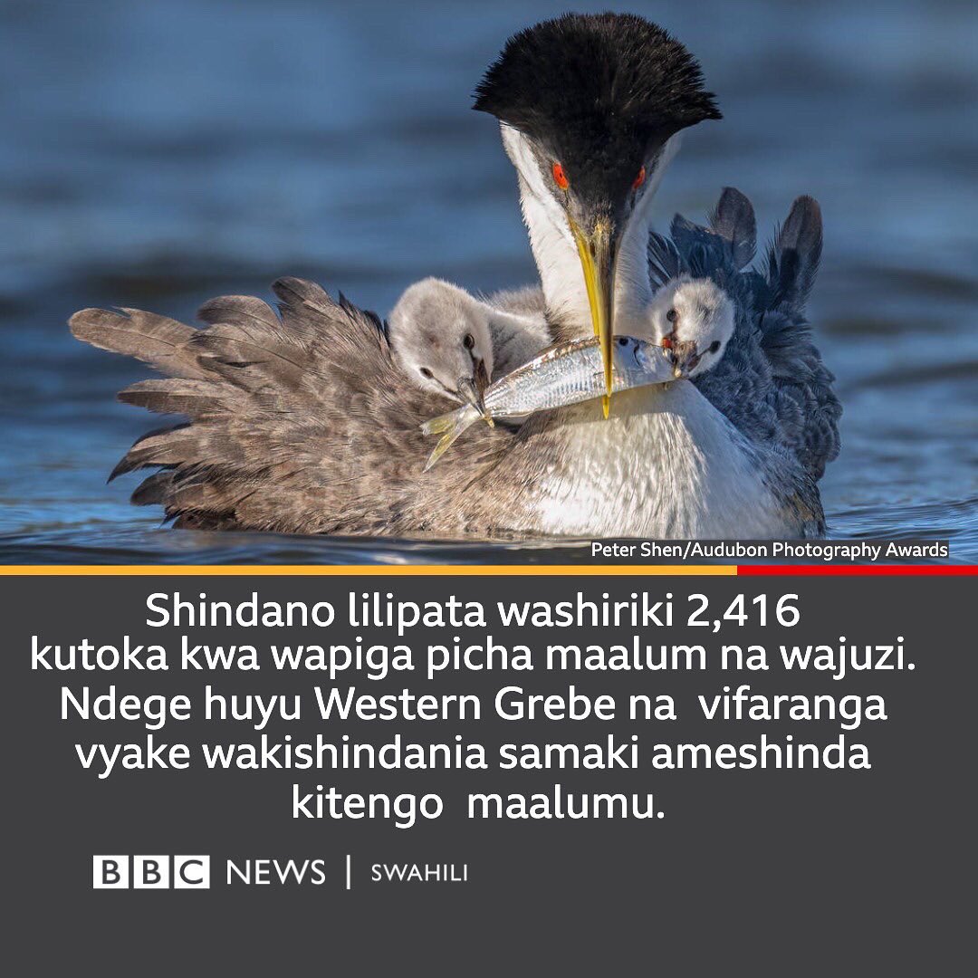 bbcswahili's tweet image. Tazama ndege hawa wanavyopendeza? 

#ndege #wanyama #bbcswahili #wildlifephotographybird #wildlifephotography