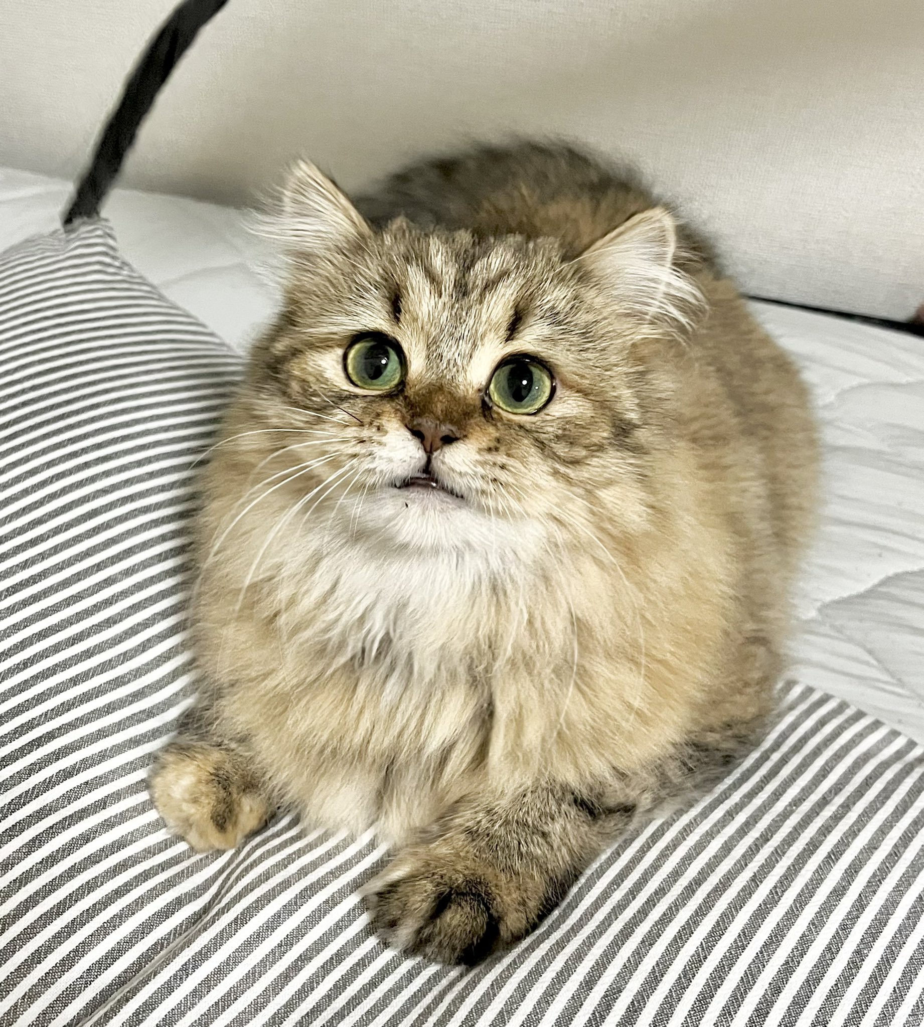 おこげ サイベリアン かわいい 猫 サイベリアン 猫の居る暮らし T Co Ucelsvqcgb Twitter おこげ サイベリアン かわいい 猫 サイベリアン 猫の居る暮らし T Co Ucelsvqcgb Twitter