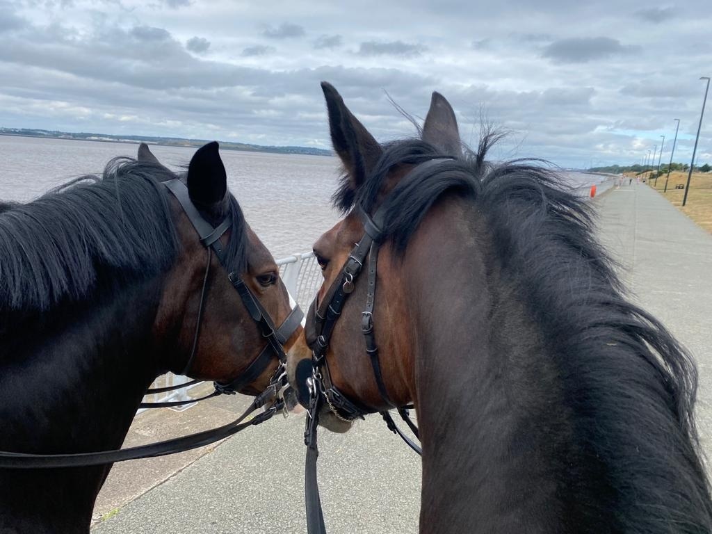 Oxberry, Jake and our officers are patrolling down Otterspool prom this morning. If you see them please go over and say hello. #StandTall #PHOxberry #PHJake #MountedPatrols #NiceAndCool