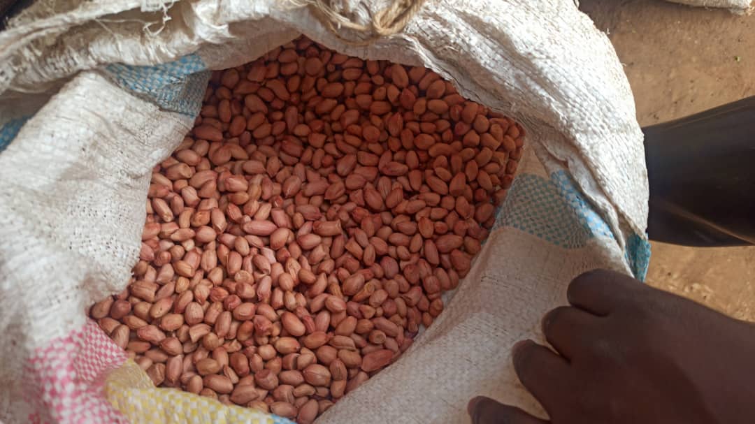 EquitasMw's tweet photo. Some of the farmers at Pundu in Lilongwe having their groundnuts, CG7 (red) and Chalimbana (white), checked by agricultural advisor if they are ready to look for a market. #EquitasMW #CG7 #Farming https://t.co/G4SPOtaGaK