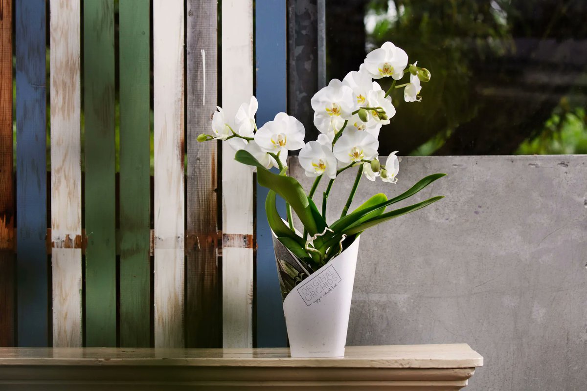 De Original Orchid is een krachtige Phalaenopsis zoals de natuur haar bedoeld heeft! 😍 De natuur kan namelijk zijn eigen gang gaan, dit komt doordat er geen stokken en klemmen worden bevestigd. Waardoor elke plant uniek is op zijn eigen manier! 👏#orchids #original #orchids