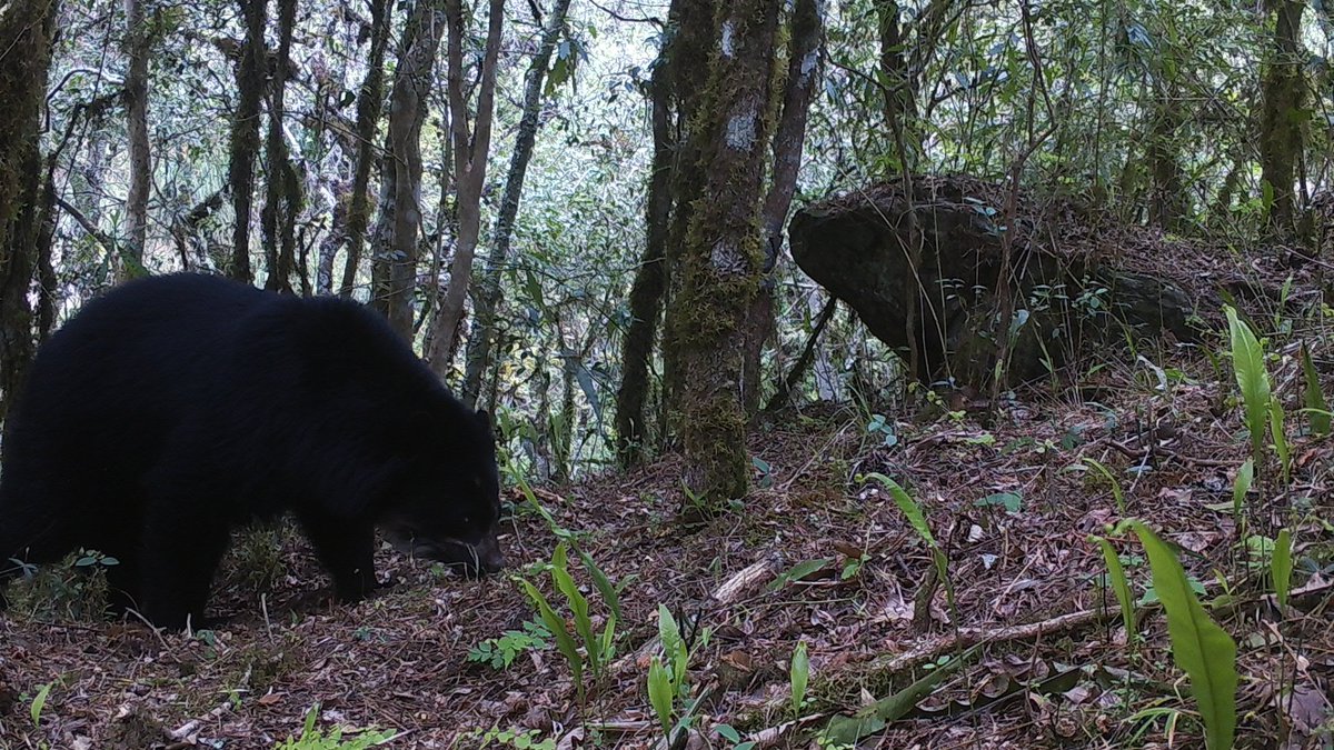 In Tarija, Bolivia, The Great Bear Landscape Project is working with people and carnivores! 🐻🇧🇴

With our partners, <a href="/WildCRU_Ox/">WildCRU, Oxford</a> <a href="/PROMETA_Tja/">Proteccion Medio Ambiente Tarija</a> we're exploring community-focused answers to a key threat to the inter-Andean dry forest: 🐄

chesterzoo.org/what-we-do/our…