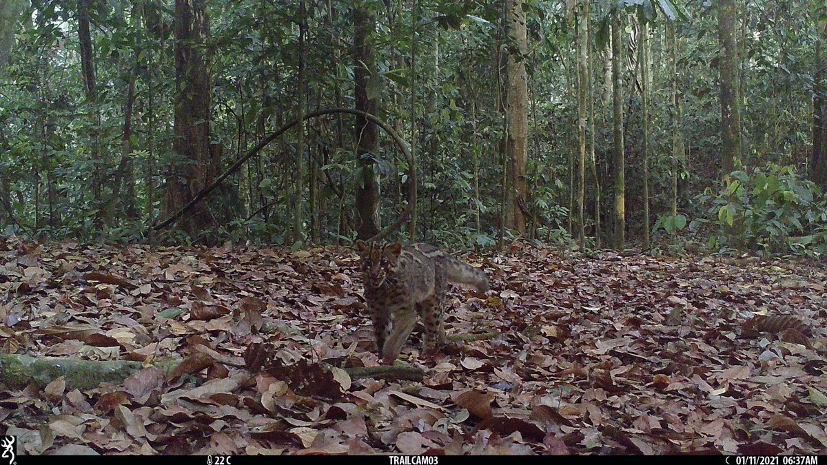 Joseph Williamson tweet media