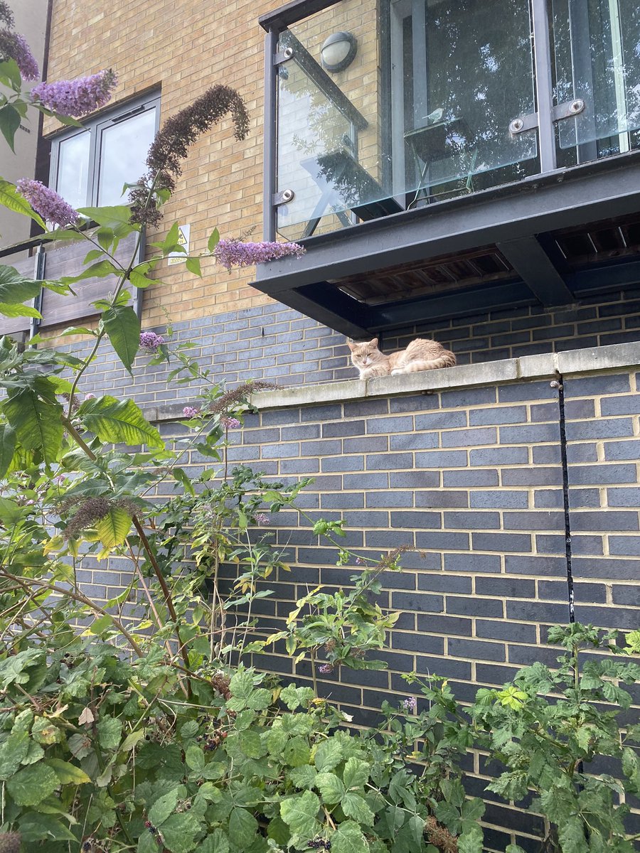 Feeling judged as I venture out for a run 🐈