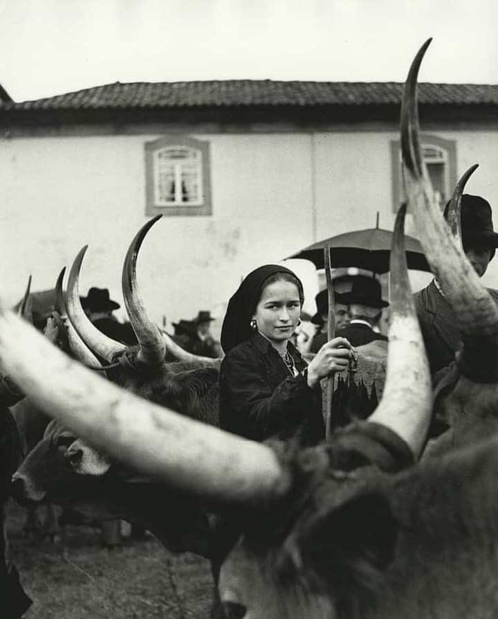 Rapariga com bois, em 1952.

[📸 Ormond Gigli]

#PortugalRural