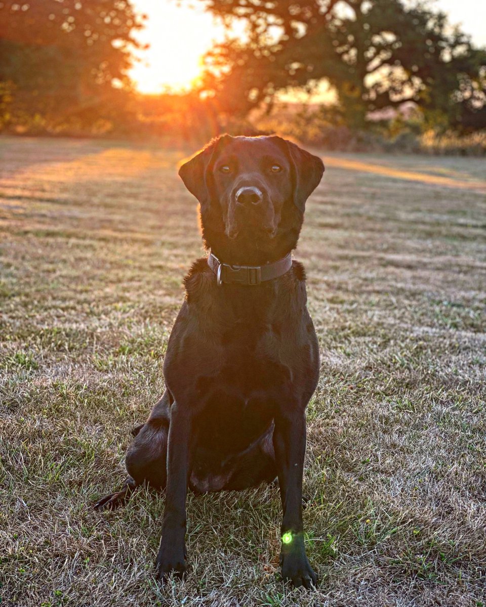 🐾PD Luna🐾 Yesterday PD Luna searched an address in @TVP_Slough. A large amount of suspected class A drugs concealed were located by Luna. Multiple persons arrested suspected of being involved in supplying drugs. @ThamesVP #thenoseknows #disruption #teamwork