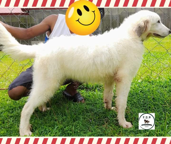 zdbkennel's tweet image. ZDB KENNEL - GREAT PYRANEES
Female Great Pyranees
DOB: January 19, 2022

For inquiries please message us or call at 0995 518 4254 or 0927 573 8046

#zdbkennel 
#greatpyrenees 
#raredogs 
#largedog