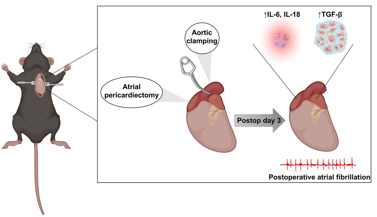 🧐Do you know that the female mice have a greater postoperative atrial fibrillation risk than males? 🤩Share an original research article by @XWehrens et al. Click here to fine more details: 🔗cardiovascularaging.com/article/view/5… #AtrialFibrillation #fibrosis #cardiothoracic #BiologicalSex