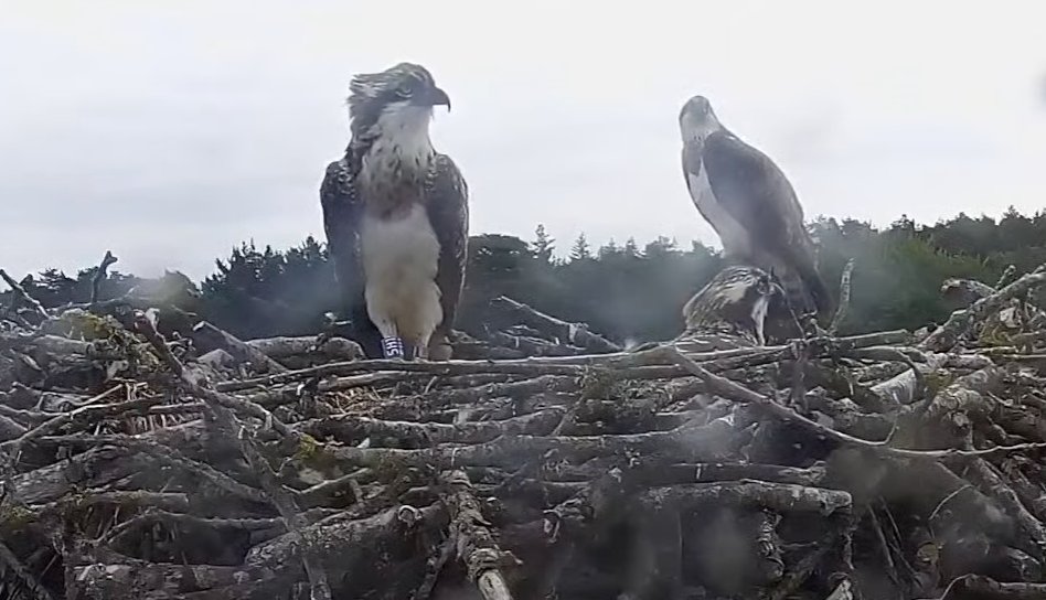Will the beautiful 5H1 fledge today? (Screenshot © Poole Harbour Osprey Project) @harbourospreys @harbourbirds