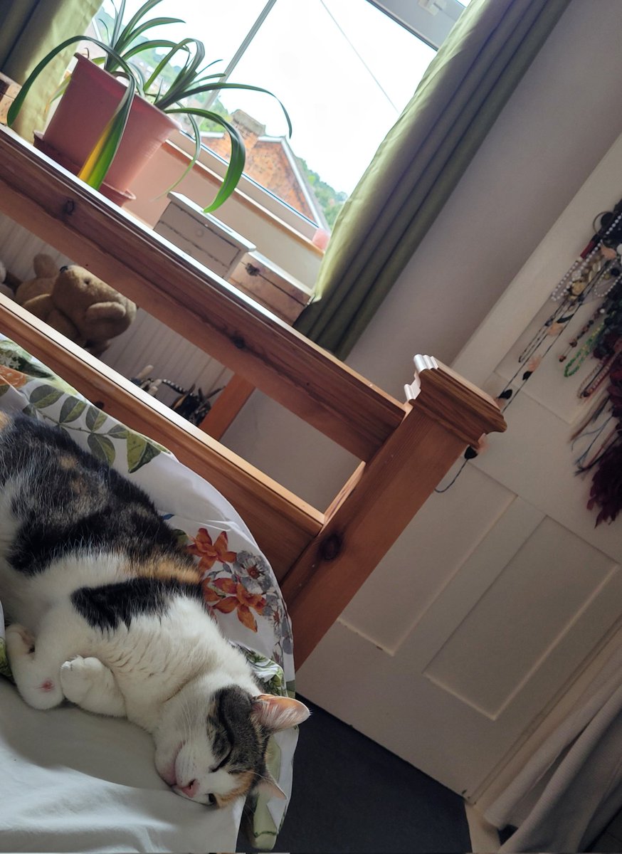 A day off. Lie-in with cat and wife (not visible). #CatsOfTwitter