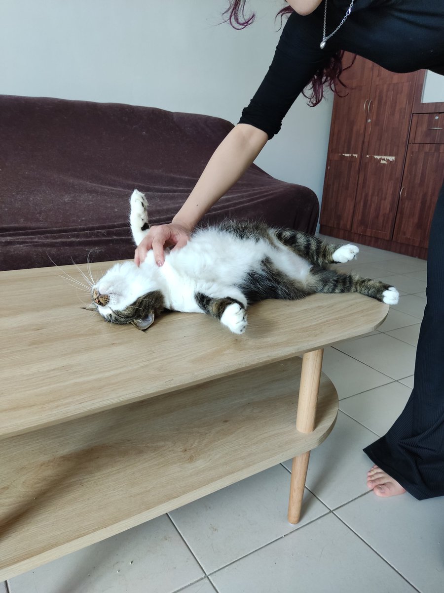 RaynRayyan's tweet photo. So I photoshopped my friend's cat who was laying in a funny position. A thread https://t.co/kZWTUjKlxt