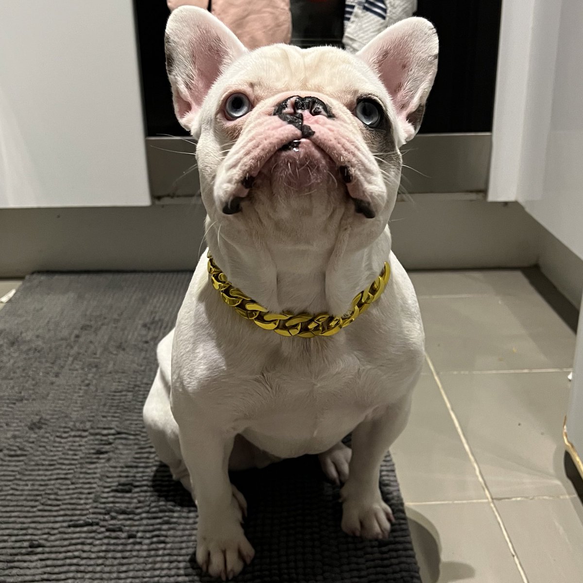 Someone is being a good helper in the kitchen today #frenchie #pupgang #PuppyDogPals