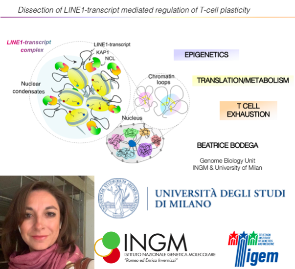 Tigem_Telethon's tweet photo. Thank you @beatricebodega from @LaStatale and the Istituto Nazionale di Genetica Molecolare #INGM for a wonderful #TigemSeminar yesterday. Beatrice presented recent work on how LINE1 transposable elements are spliced in novel transcripts to enforce naïve T-cell quiescence. https://t.co/fGBQPJMF33