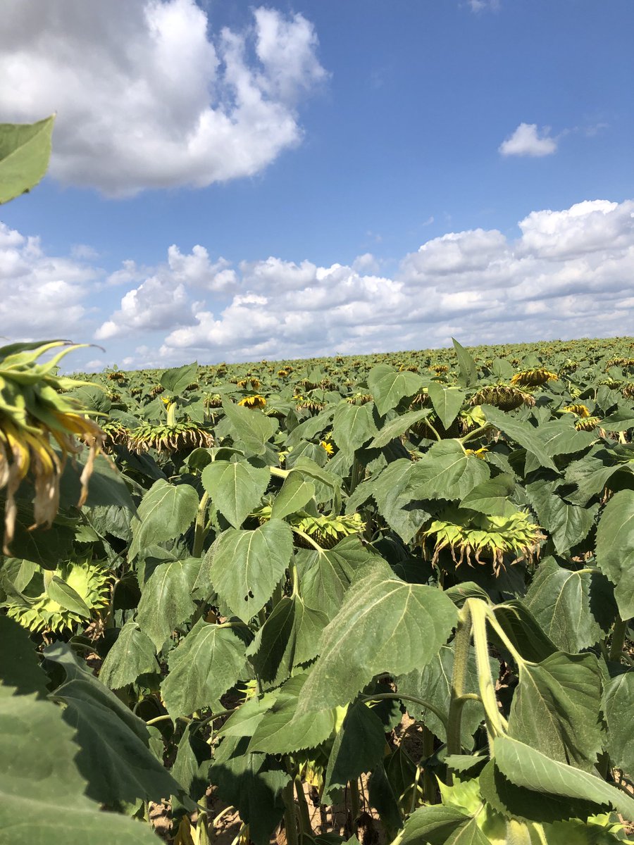 Les tournesols seront probablement récoltés en août ! #tournesol