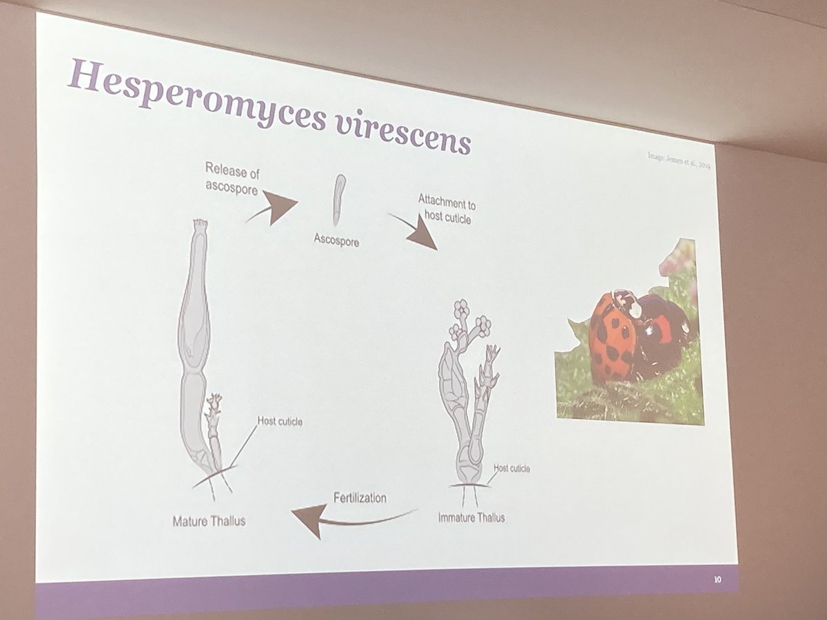 UKLadybirds tweet picture