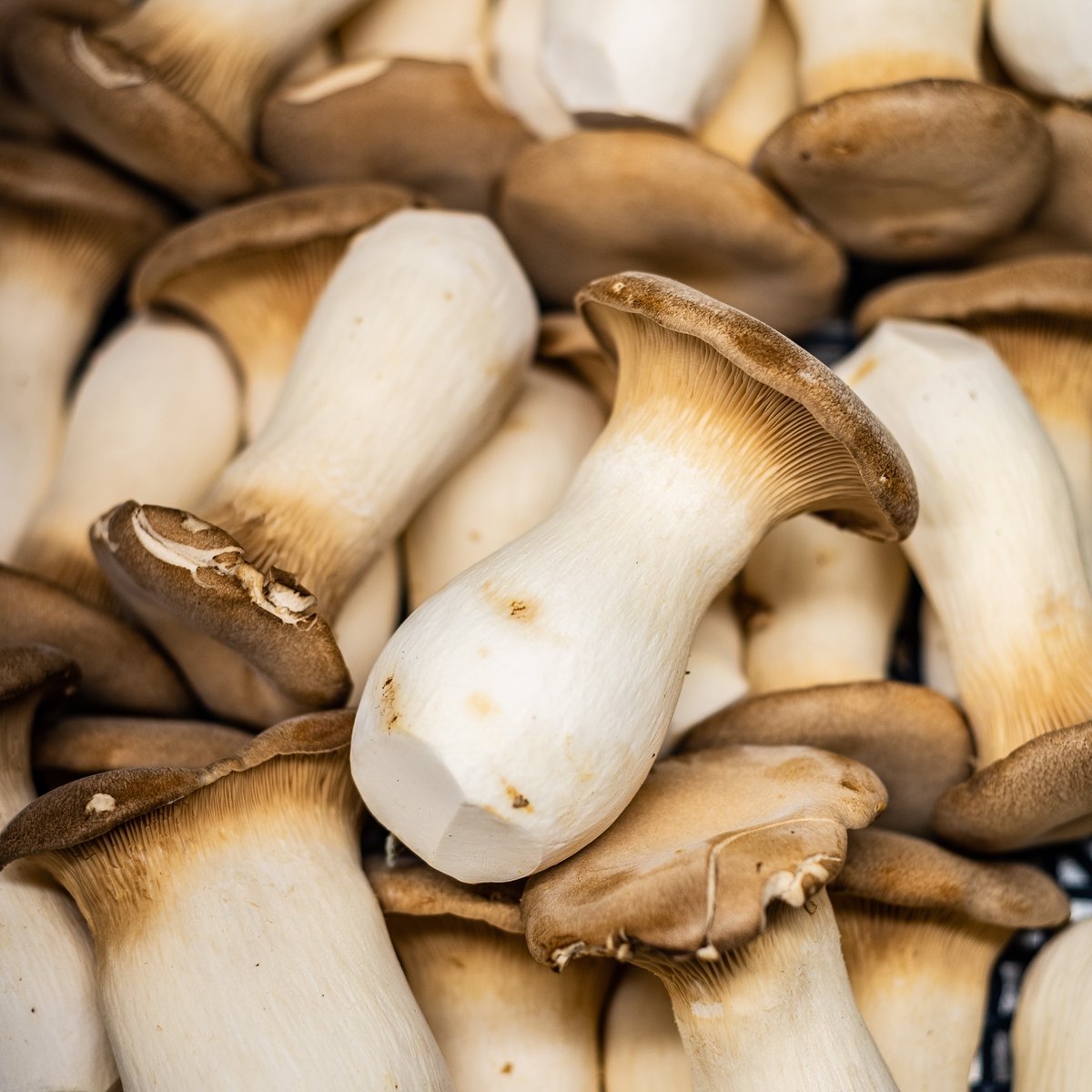 PoetAtMatfield's tweet photo. Mushrooms marvellous mushrooms! Order the Lohmann brown egg with truffle and cep mushroom veloute and Kentish blue; or the rare breed pork belly with shiitake mushrooms, baby leek, butternut and pomme puree to see how these beauties turn out!
#Mushrooms #ThePoet #LocalProduce https://t.co/o31oS9a0R3