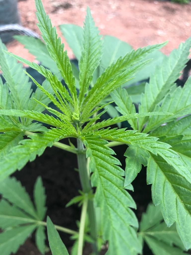 thegoodlevel's tweet photo. Did you know with the Hemp plant you have a female and male part?

It is the female plants that are more desirable as they have greater concentration of cannabinoids.

We make sure that the hemp we use are female- sorry guys! https://t.co/kjC3q6hMNJ