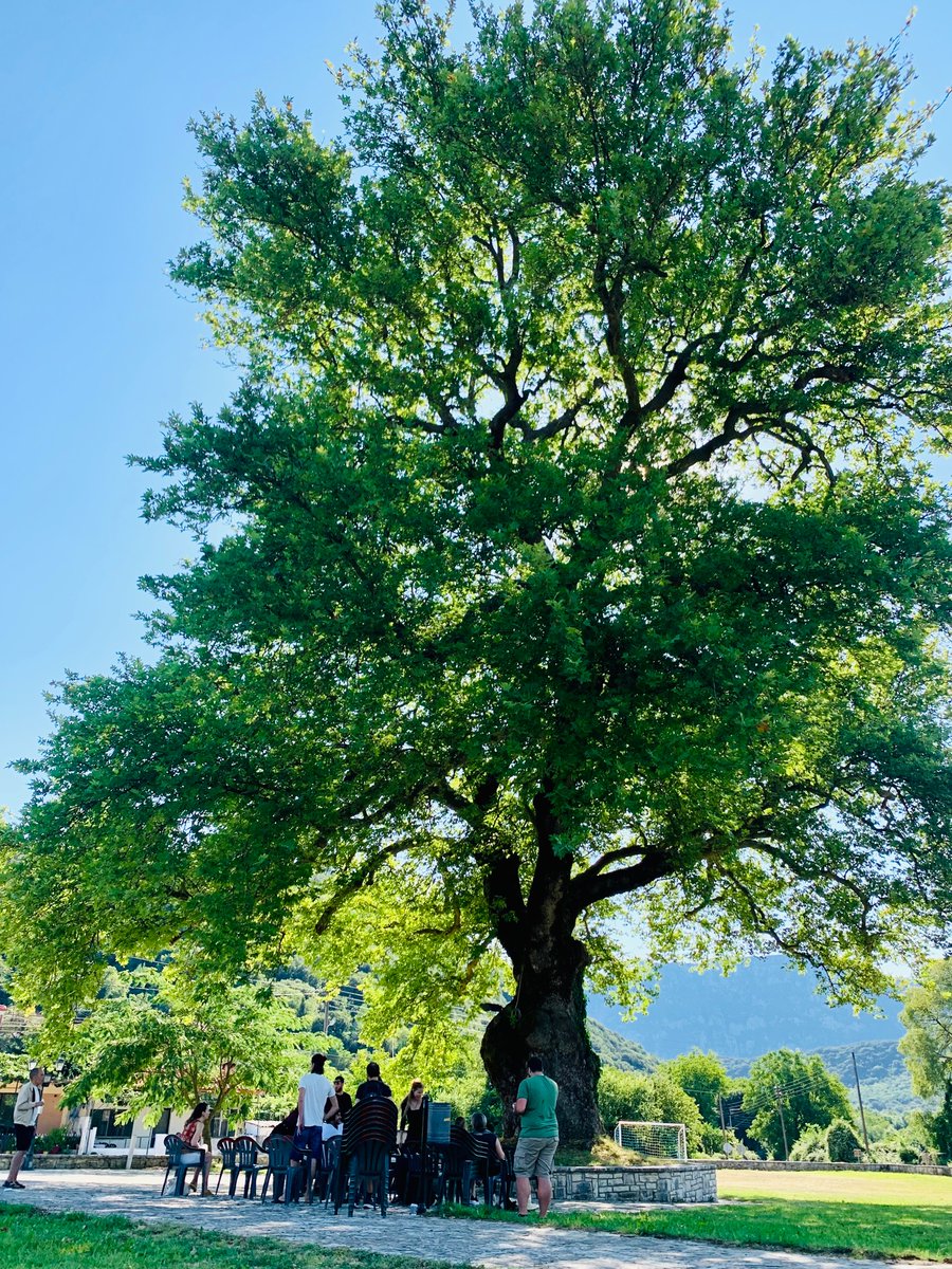 Madeline Sides tweet media