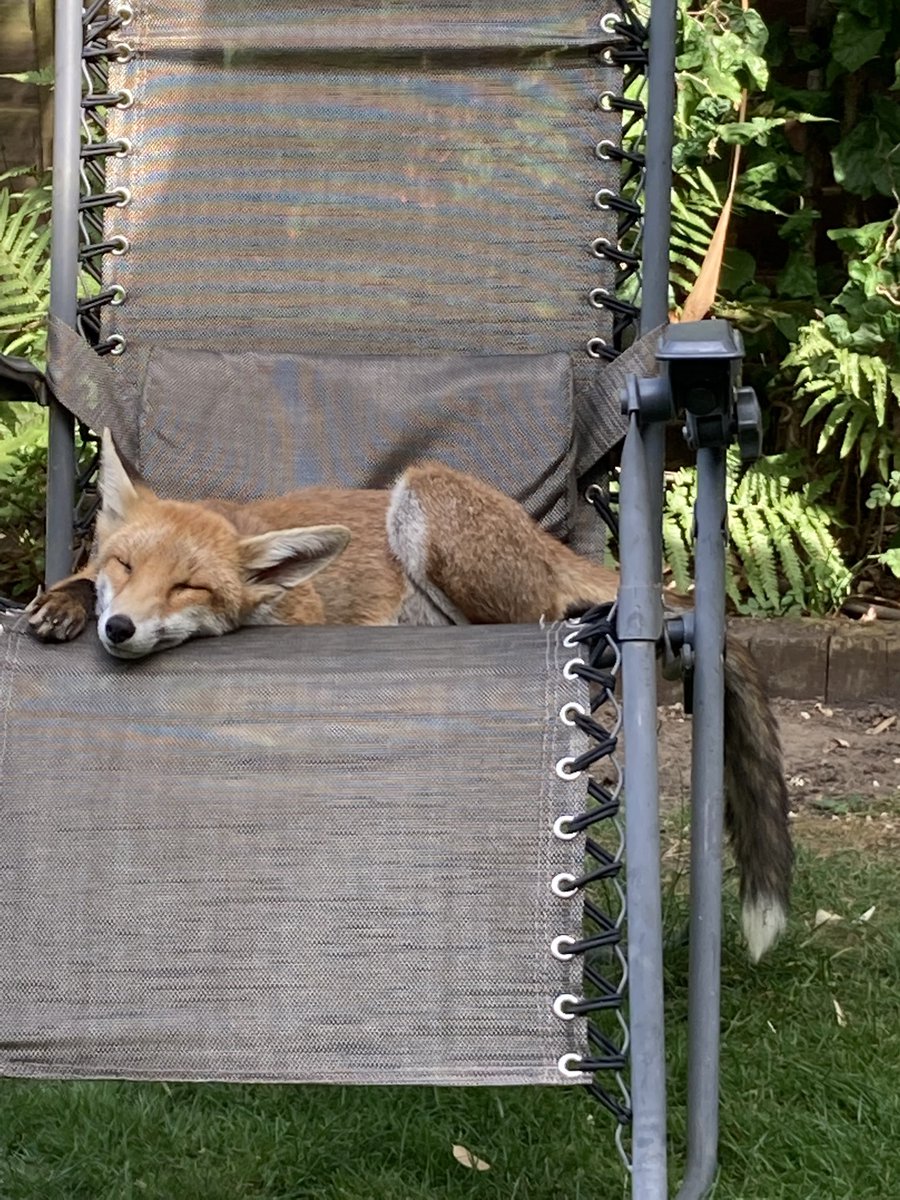 mcmari8's tweet photo. @RichardSsuna It only takes a little effort to look after local #wildlife. A bucket of fresh water left in garden can make a difference. #thefoxproject gave advice when this fox turned up with a limp. Sad that people ignore the obvious suffering of species sharing their environment. https://t.co/ctc57vJ6aW