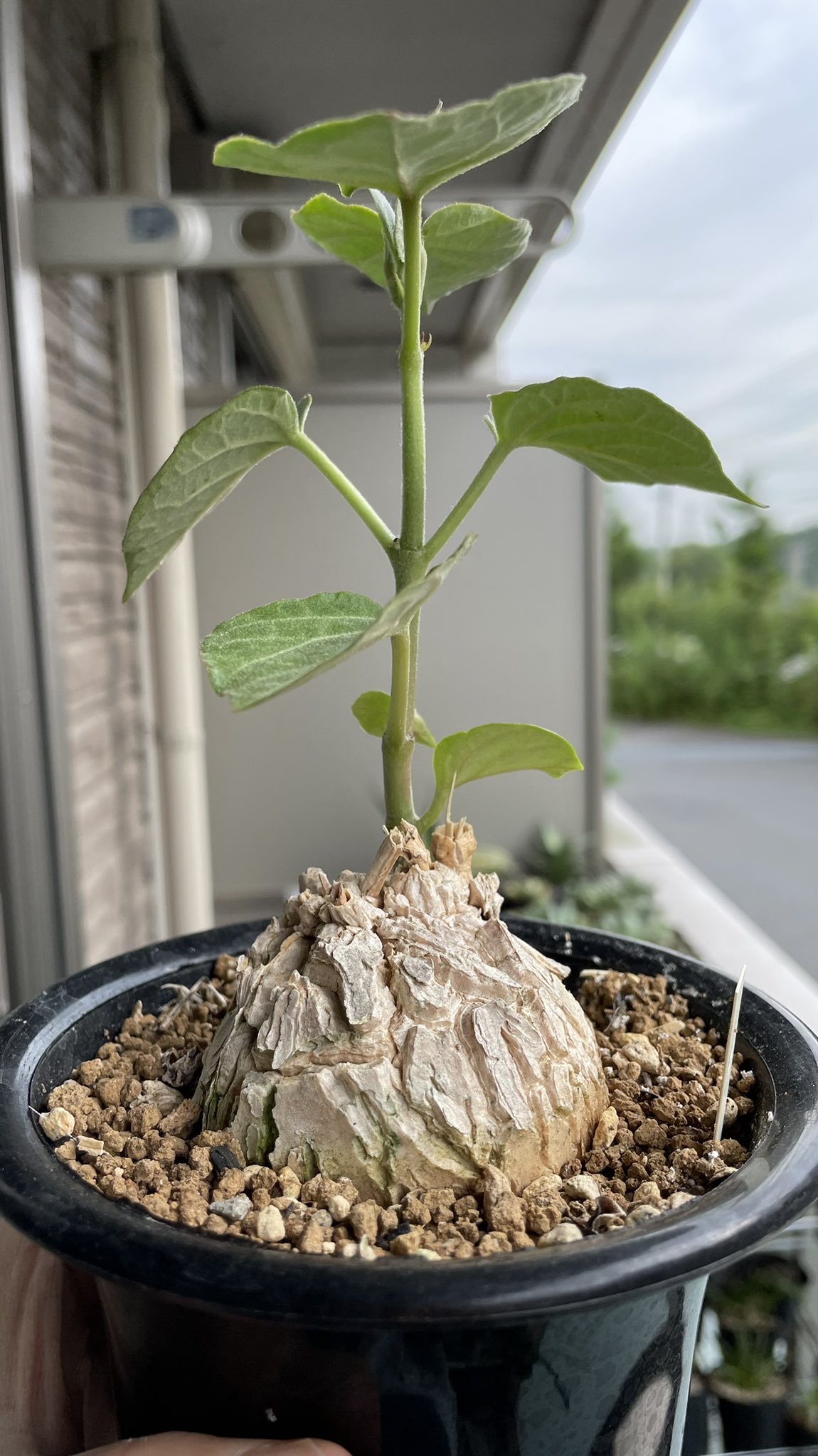 シャイニングゴールデン 珍奇植物*龜甲蘿藦マテレア✨ マテレアシクロ