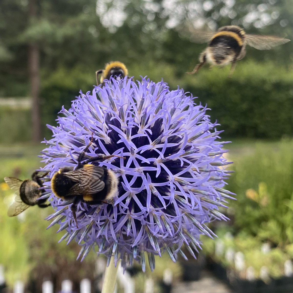 Echinops ‘Blue Globe’ is a hive of activity today! #polinators #bees #echinops #echinopsblueglobe #bumblebee #beelife #blueflowers #perennialplants #peatfree #insects