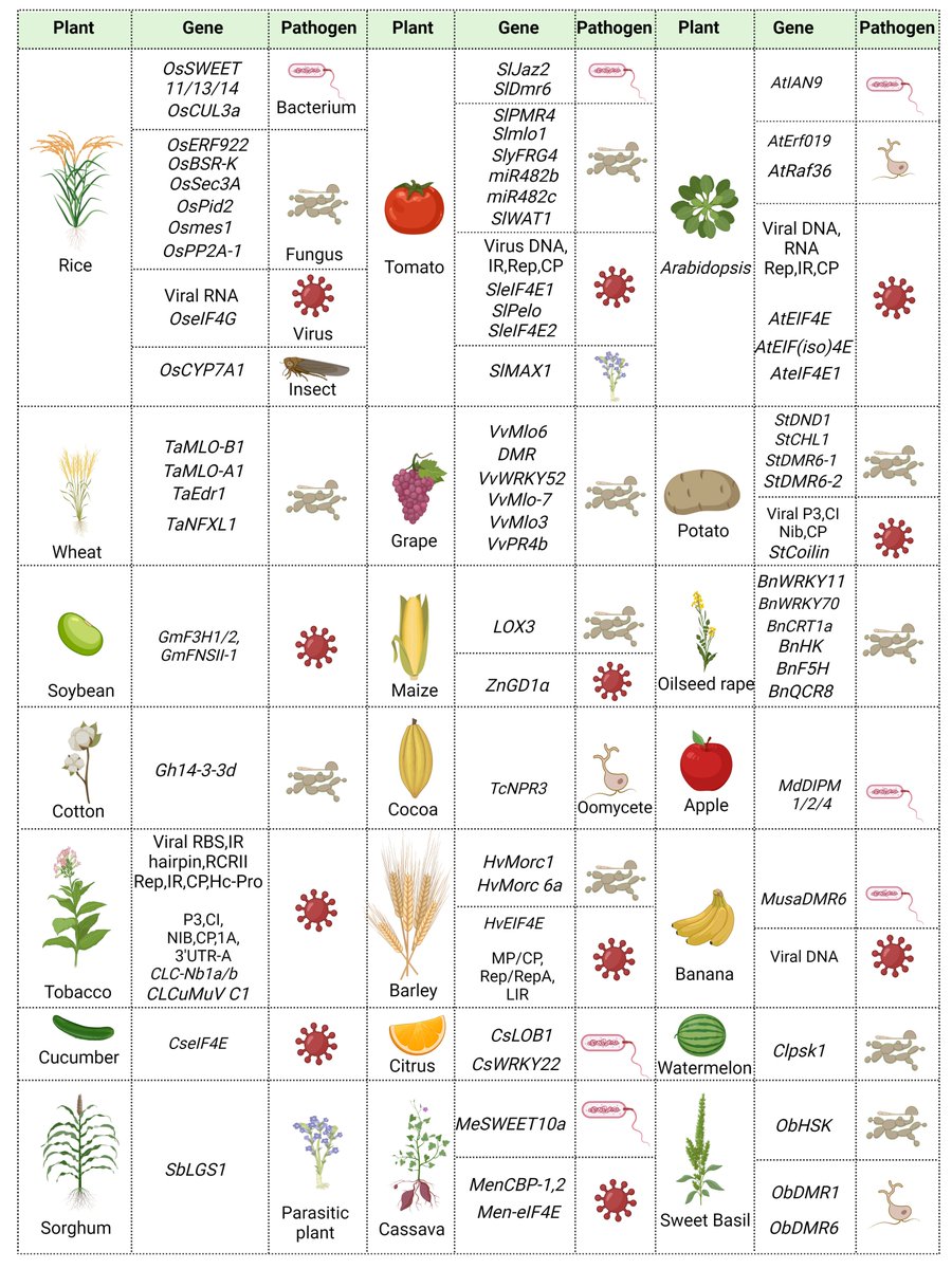 Kutub_joy's tweet image. 1/2 If U r interested using #CRISPR for #plant_disease_resistance, #host_pathogen_interaction, and #disease_diagnosis, this review is for you. We believe you will derive #many_novel_ideas for #plant #disease_management from this review. DownloadLink authors.elsevier.com/a/1fRXX_3rsF-f…