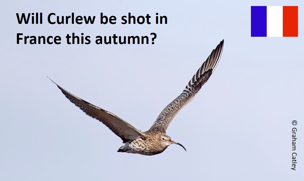 GrahamFAppleton's tweet photo. Reminder. #Curlew hunting in France? 
Consultation re extension of temporary ban closes tomorrow (22 July). Looking hopeful that there will be no (legal) shooting of Curlew (or Black-tailed Godwit) this autumn/winter, in France.
Background: 
https://t.co/qlWnoK5rXF https://t.co/gJfxKyR1nL