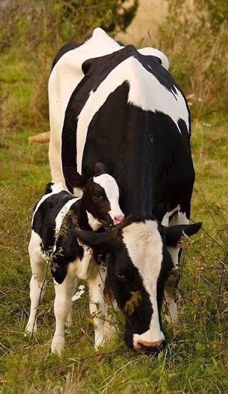 klaaslokaal's tweet photo. Staat het #land al onder #water het regent al meer dan uur nu sneu voor de #lopers #Nijmeegse #vierdaagse #zomerfeesten het #boeren #gersten nat zal er niet minder om smaken straks #dag6 vandaag alweer #wappie #21juli waar is #Hugo met de nieuwe angstporno https://t.co/gWVhgncfoU