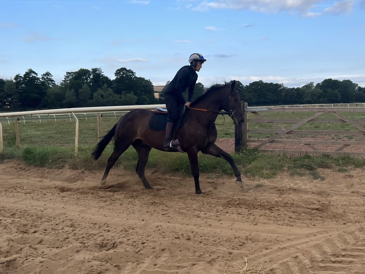 Nice to get to Phil Rowley’s in Shropshire this morning to see my 2 Derby sale purchases. Left a handsome son of Solider Of Fortune out of Oscar mare The Blarney Rose who is for sale and right a compact son of the brilliant Flemensfirth out of Kings Theatre mare Black Rock Lady.