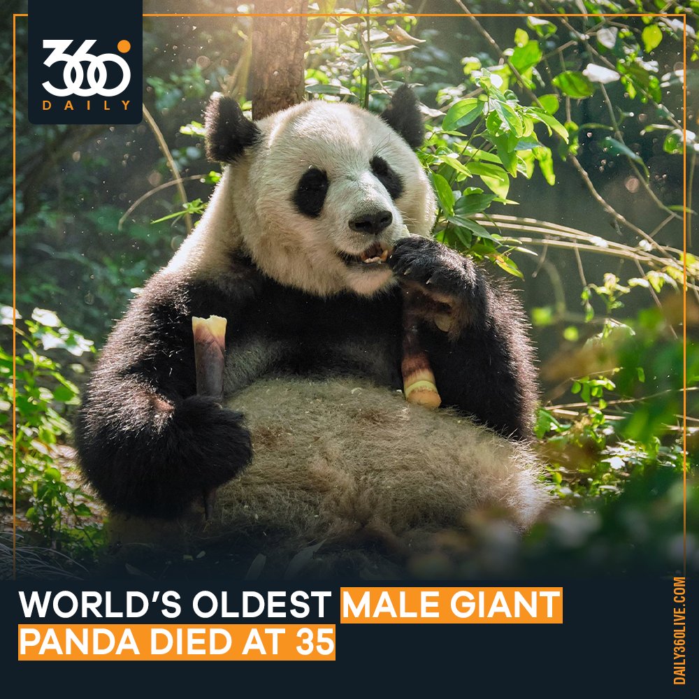 Daily360L's tweet photo. An An, the world's oldest male giant panda under human care, was euthanized on Thursday at age 35, the equivalent of age 105 years for humans, said the Hongkong theme park, where he lived

#dailynews #NewsAlert #panda #hongkong #wildlife #Daily360 https://t.co/AeVlaTK8ci