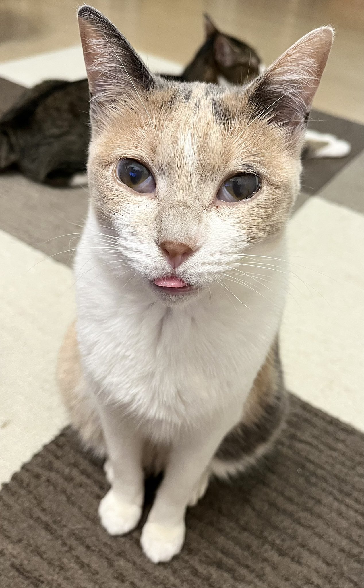 猫のあめおと 舌出しっぱなしおとちゃんに見つめられてます 猫 保護猫 おと T Co Aoldhvcok3 Twitter 猫のあめおと 舌出しっぱなしおとちゃんに見つめられてます 猫 保護猫 おと T Co Aoldhvcok3 Twitter