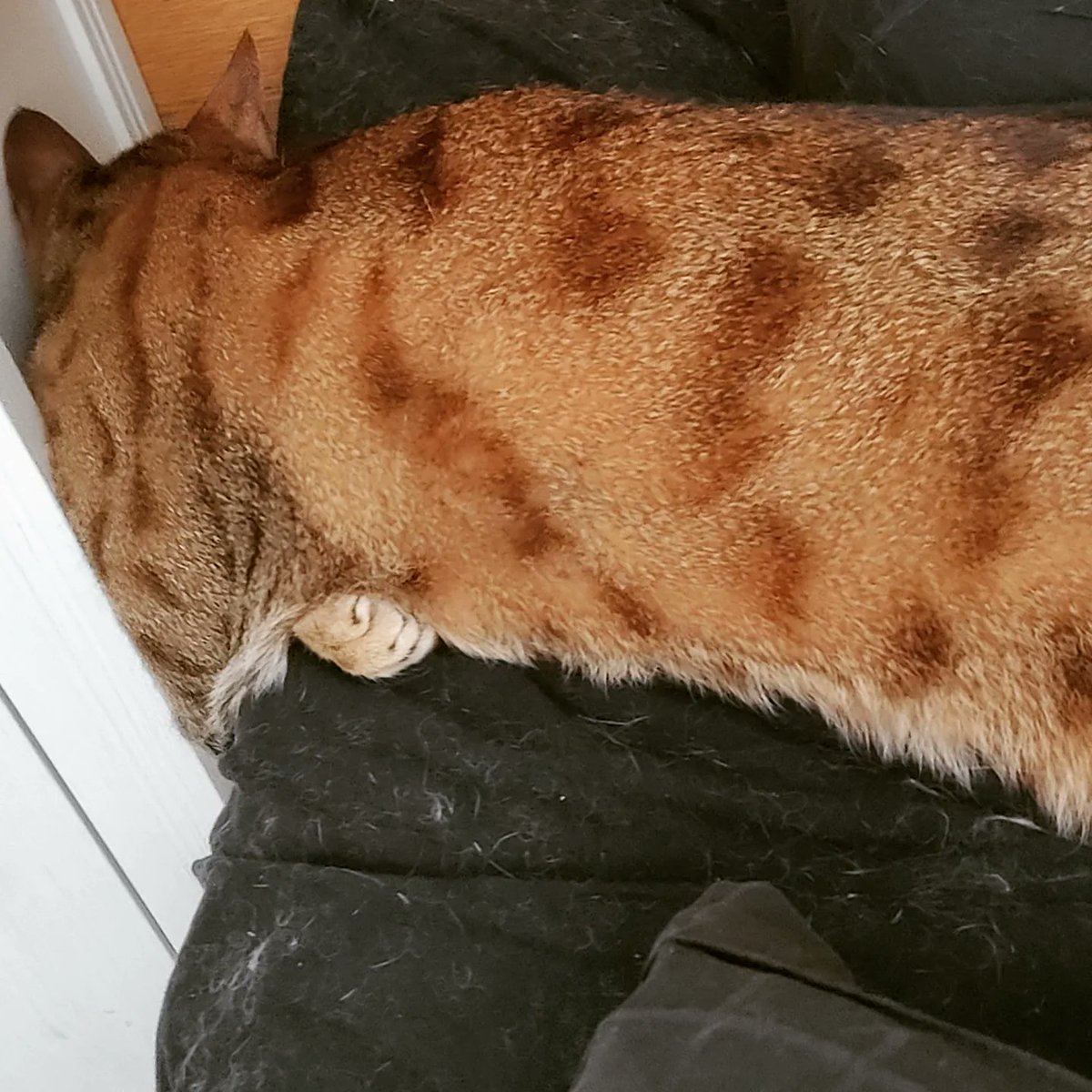 arhankas's tweet photo. My cats make funny (to me) poses when they are tired and want to sleep
#LuketheCat #LukeCatwalker #Savannahcat #catsofinstagram #jedicats https://t.co/ZmUqDYPLOa