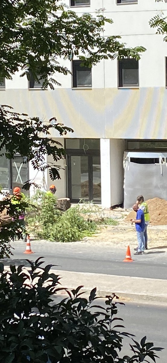 Después de levantar un muro de 10 pisos delante de mi casa, se dedican a talar acacias de 30 años…en Ramon Carande…, donde hay q denunciar..<a href="/Ayto_Sevilla/">Ayuntamiento de Sevilla</a>