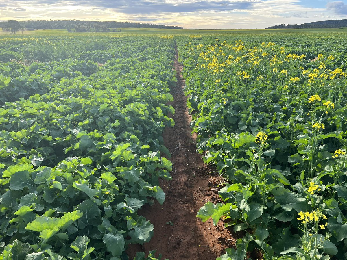 Barry Haskins tweet media