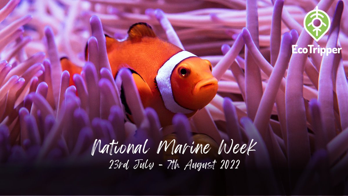 GetEcoTripper's tweet image. Despite it's name, it actually lasts 15 days from 23rd July until the 7th August.

The purpose is to appreciate the spectacular sea animals and plants that exist in the United Kingdom on a national scale.

#NationalMarineWeek #SaveThePlanet #SustainableTravel #GlobalWarming