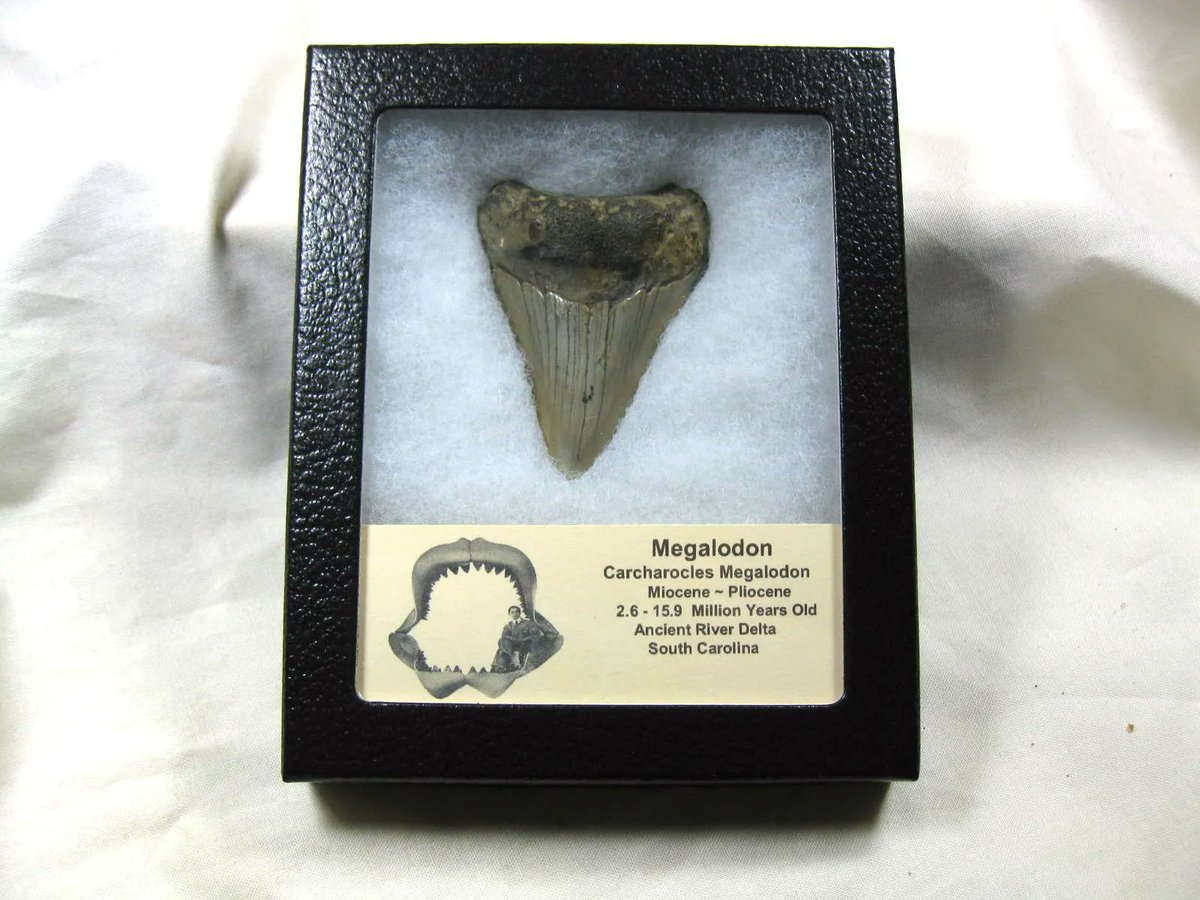 indiana9fossils's tweet image. Carcharocles Megalodon Shark Tooth #25
$65.00
Click on the link below to order today!
indiana9fossils.com/product/carcha…

#carcharoclesmegalodon, #megalodon, #sharkfossils, #sharkteeth #shark #shark #sharkfossils #fossils #fossil #carcharocles #meg