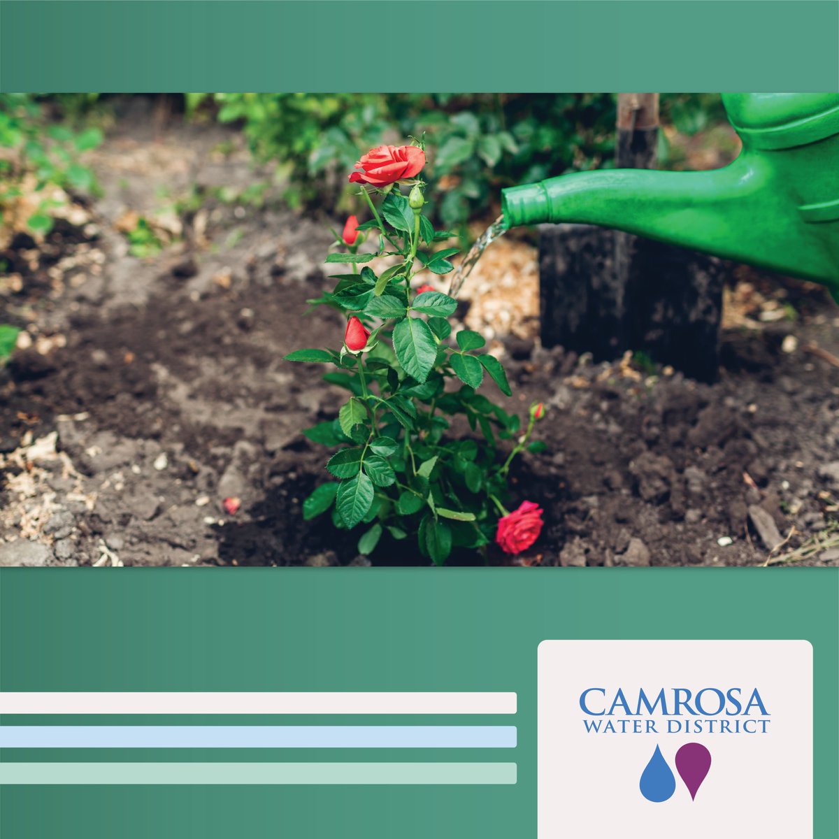 CamrosaWater's tweet photo. Did you know, you can keep watering your garden during the drought? Residential water restrictions only apply to lawns, so you can water your garden regularly. Be sure to use high-efficiency tools like drip irrigation or hand-watering with a nozzle. #CamrosaWD #CWDStageThree https://t.co/FSJdjtL3wV