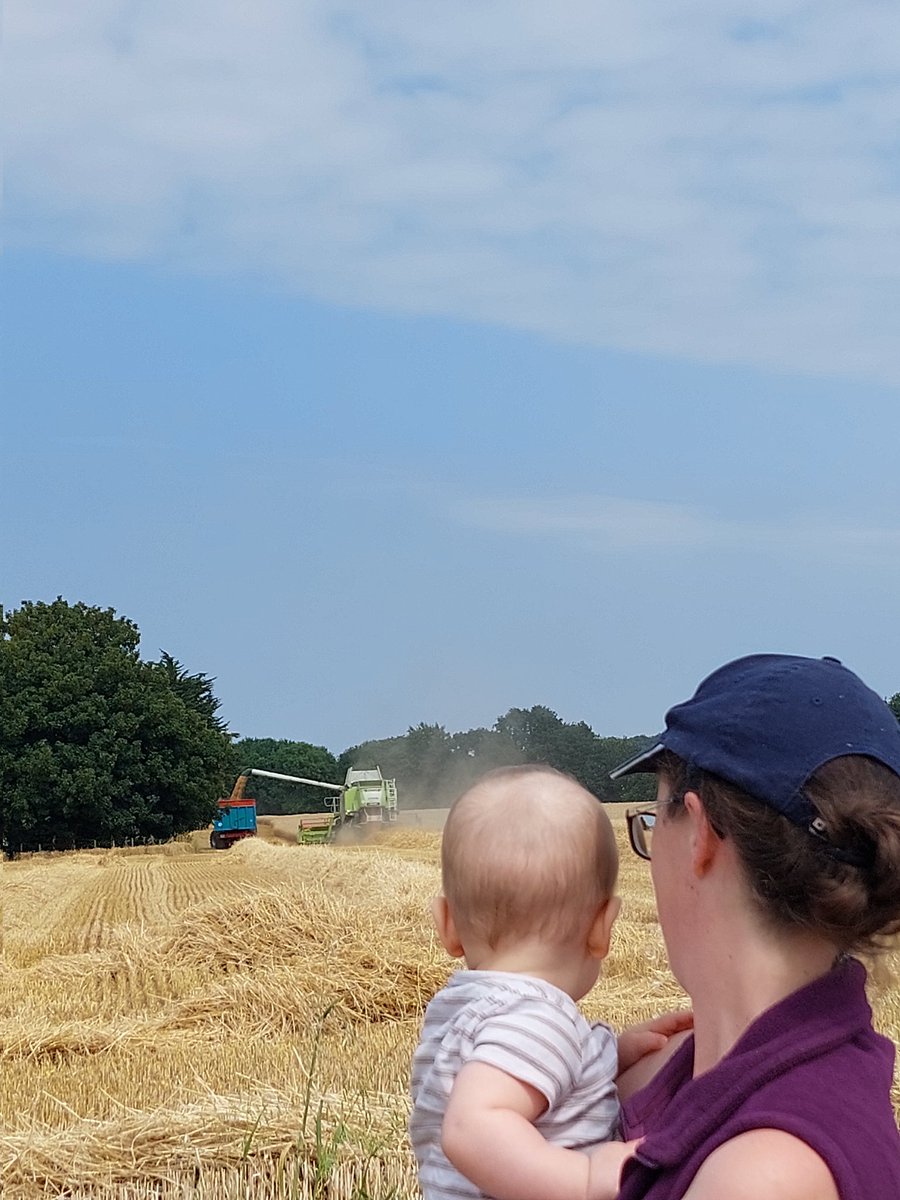 DeLefe14's tweet image. Blé semé la veille de ta naissance, je m&apos;en souviens très bien 🙃 et aujourd&apos;hui on le récolte. Et petit détail, la coop est de l&apos;autre côté de la route. On peut pas plus près 😆
#nostalgie 🥺
#chevignon