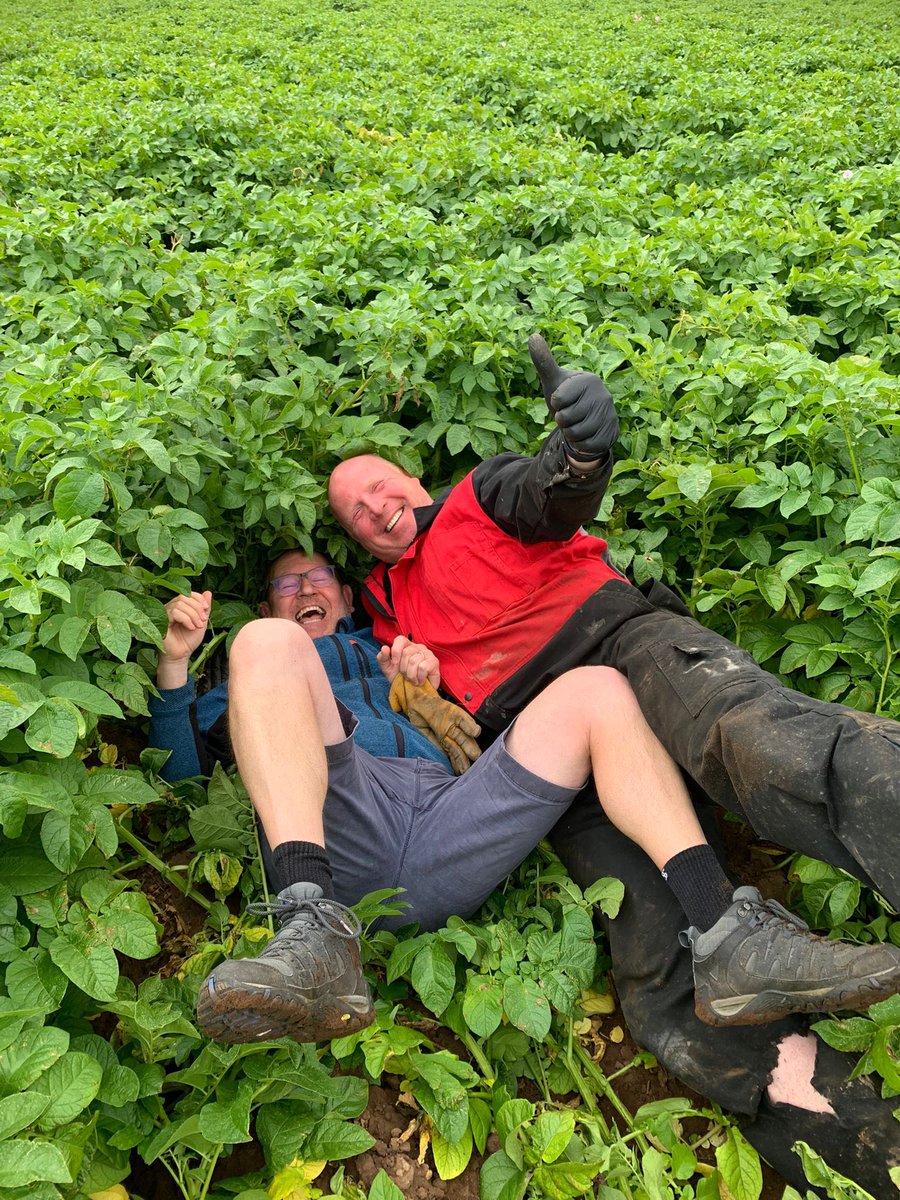A wee tour round our early crops in East Lothian with the legendary Haig Hamilton - of course he couped me once again which is an annual ritual. Overall comments - irrigated stuff (7 x 30mm) looks good, unirrigated = worrying. M Piper and Caledonian Rose, which looks a variety.