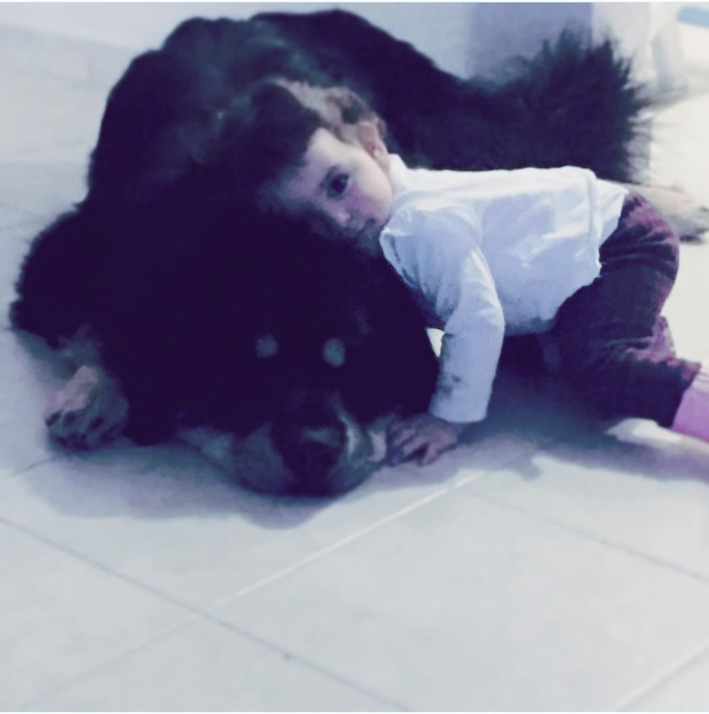alexagarher's tweet photo. @marthadebayle #DiaMundialDelPerro #mastintibetano https://t.co/f4cxLqvsqp