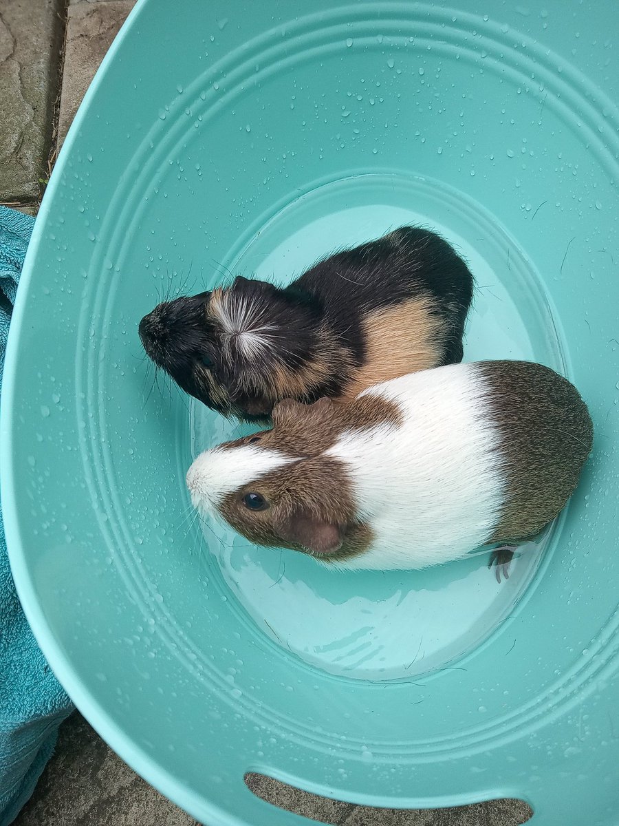 CavyShenanigans's tweet photo. Bath time! (ᵔ◕ｪ◕ᵔ) https://t.co/OmjFYrDI9B