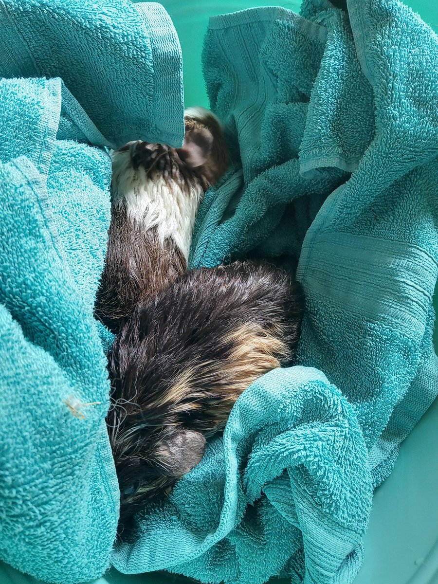 CavyShenanigans's tweet photo. Bath time! (ᵔ◕ｪ◕ᵔ) https://t.co/OmjFYrDI9B
