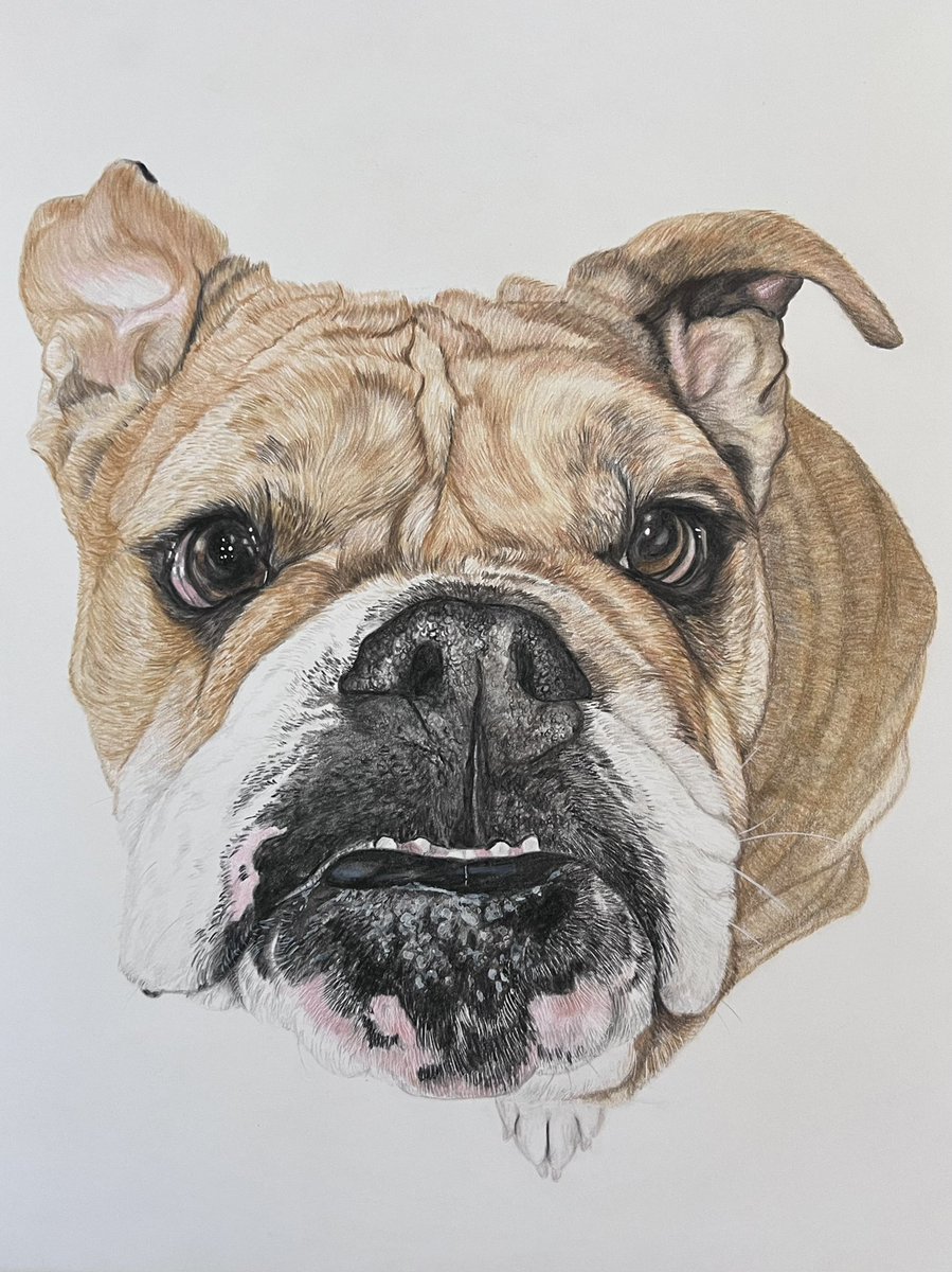 I’m a pet portrait artist, I love drawing out four-legged Furiends. Here are some of my recent drawing I have completed for clients. If you are interested in a pet portrait please private message me 😁