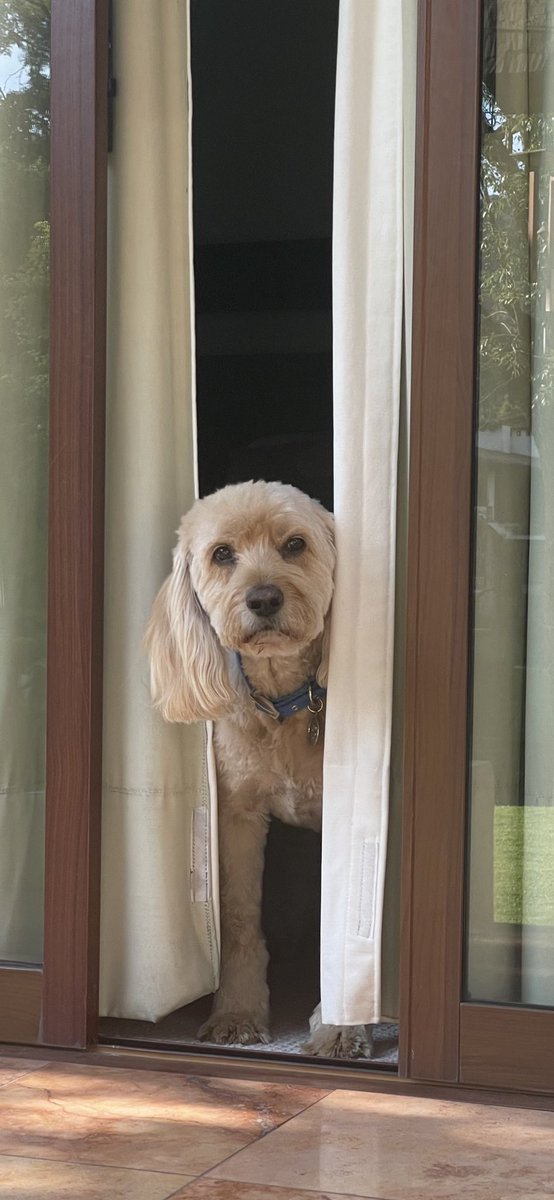 Plick31's tweet photo. @marthadebayle #DiaMundialDelPerro Shab https://t.co/45hHxQUfmS